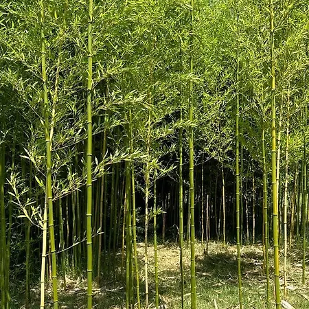 Jezero Privatnost * Palić