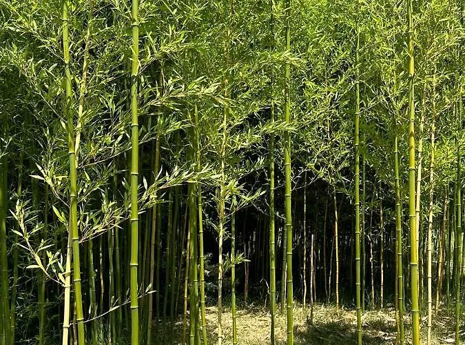 Jezero Privatnost * Palić